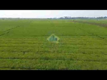*DIJUAL* Tanah di jl raya Tonjong - Terate
Banten Lama - Kramatwatu, Serang