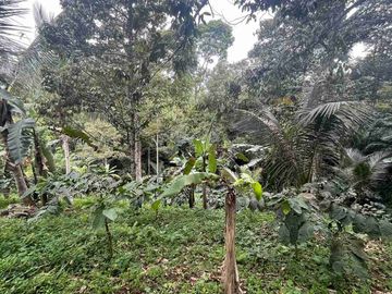 jual tanah Luas kecil ketinggian 550 MDPL di tabanan bali.