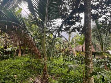 jual tanah Luas kecil ketinggian 550 MDPL di tabanan bali.