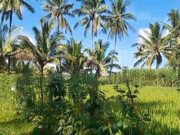 JUAL KEBUN LUAS PLUMBANGAN DOKO BLITAR