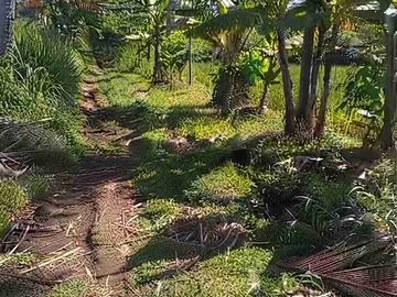 JUAL KEBUN LUAS PLUMBANGAN DOKO BLITAR