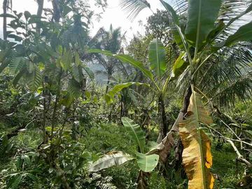 jual tanah kebun kopi Los sungai view sawah di pupuan tabanan bali.