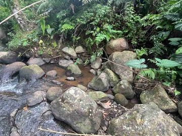 jual tanah kebun kopi Los sungai view sawah di pupuan tabanan bali.