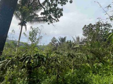 jual tanah kebun kopi Los sungai view sawah di pupuan tabanan bali.