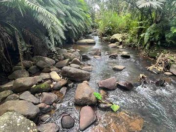 jual tanah kebun kopi Los sungai view sawah di pupuan tabanan bali.