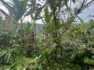 jual tanah kebun kopi Los sungai view sawah di pupuan tabanan bali.
