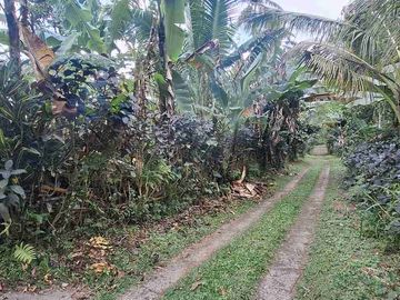 jual tanah murah ada bangunannya 70 are (7000m2).harga global 3,2m ngo