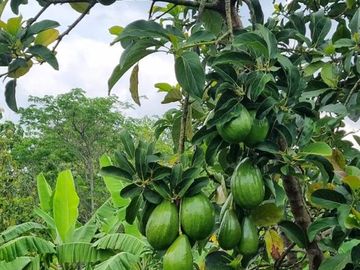 Tanah Kebun Buah Produktif Super Luas 2,3 Hektar Strategis di Jeruksawit Gondangrejo Karanganyar
