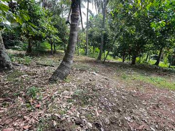 jual tanah kebun view sungai eksotik dan view junggle yang asri di tabanan bali.