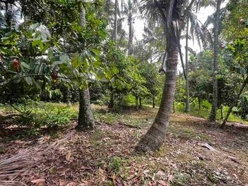 jual tanah kebun view sungai eksotik dan view junggle yang asri di tabanan bali.