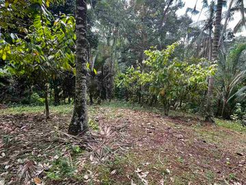 jual tanah kebun view sungai eksotik dan view junggle yang asri di tabanan bali.