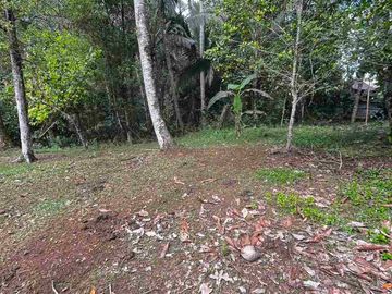 jual tanah kebun view sungai eksotik dan view junggle yang asri di tabanan bali.