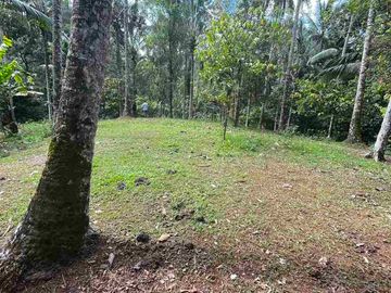 jual tanah kebun view sungai eksotik dan view junggle yang asri di tabanan bali.