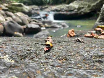 jual tanah kebun view sungai eksotik dan view junggle yang asri di tabanan bali.