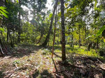jual tanah kebun view sungai eksotik dan view junggle yang asri di tabanan bali.