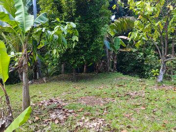jual kebun manggis luas kecil, 100 meter dari jalan utama antar propinsi denpasar gilimanuk.