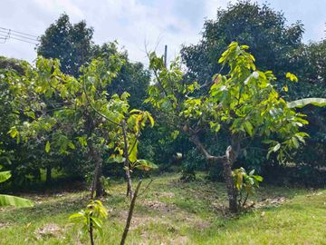 jual kebun manggis luas kecil, 100 meter dari jalan utama antar propinsi denpasar gilimanuk.