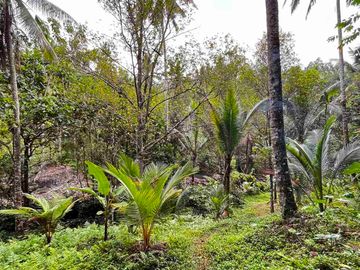 jual tanah Los sungai besar berbatu di desa wisata manikyang tabanan bali.