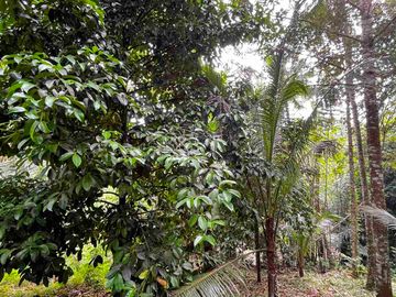 jual tanah Los sungai besar berbatu di desa wisata manikyang tabanan bali.