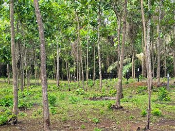 LOTES FRENTE AL LAGO GATUN- FINANCIAMIENTO DIRECTO DESDE 200 QUINCENAL