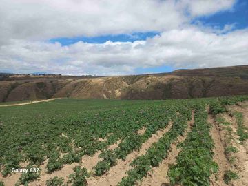 Se Vende Finca de 62 HECTÁREAS ideal para proyecto Agricola Ganadera o Turismo a 10 minutos de BOLIVAR CARCHI Ecuador