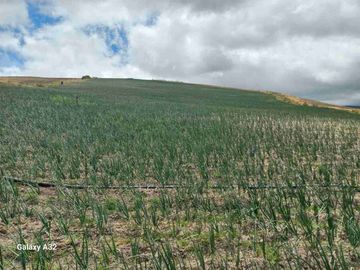 Se Vende Finca de 62 HECTÁREAS ideal para proyecto Agricola Ganadera o Turismo a 10 minutos de BOLIVAR CARCHI Ecuador