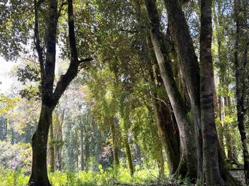 Parcela en Venta a Minutos del Lago Rupanco,  Lago Puyehue, Llanquihue y Puerto Octay