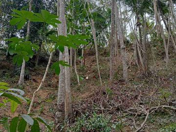 Tanah Murah di Kokap Kulon Progo