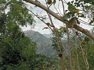 Tanah Murah di Kokap Kulon Progo