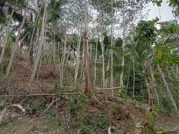 Tanah Murah di Kokap Kulon Progo