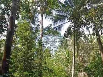 Kebun Durian Murah di Kokap Kulon Progo