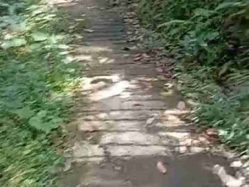 Kebun Durian Murah di Kokap Kulon Progo