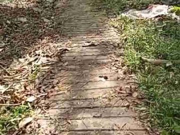 Kebun Durian Murah di Kokap Kulon Progo