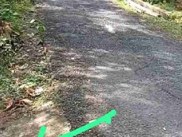 Kebun Durian Murah di Kokap Kulon Progo