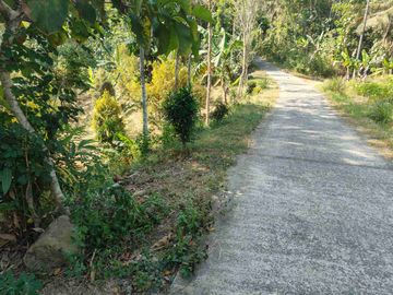 Kebun Durian Murah di Kokap Kulon Progo
