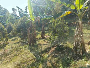 Kebun Durian Murah di Kokap Kulon Progo