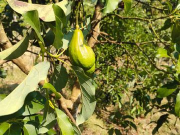 Kebun Durian Murah di Kokap Kulon Progo
