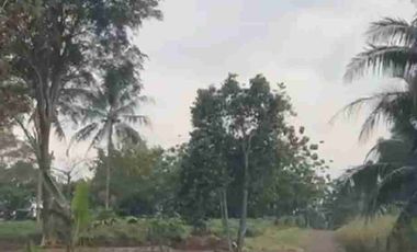 DIJUAL KAVLING TANAH DI PARUNG HIJAU 2, TAJUR HALANG KABUPATEN BOGOR
