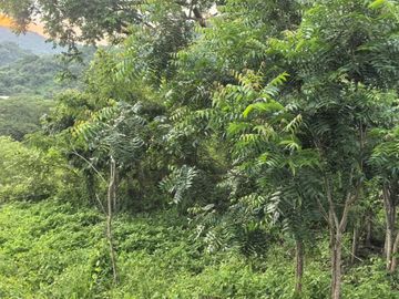 TERRENO EN LA MONTAÑA CERCA DE LA CRUZ DE HUANACAXTLE Y SAYULITA
