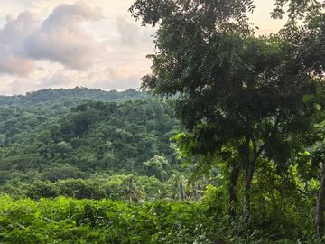 TERRENO EN LA MONTAÑA CERCA DE LA CRUZ DE HUANACAXTLE Y SAYULITA