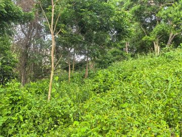 TERRENO EN LA MONTAÑA CERCA DE LA CRUZ DE HUANACAXTLE Y SAYULITA