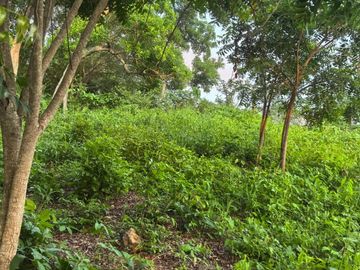 TERRENO EN LA MONTAÑA CERCA DE LA CRUZ DE HUANACAXTLE Y SAYULITA