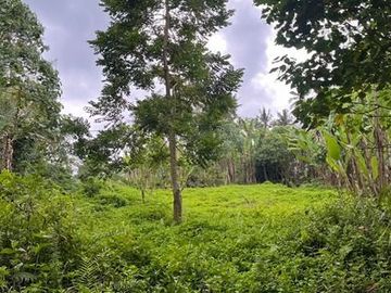 Dijual Tanah Area Berkembang Dekat Jalan Utama Cocok Dibangun Villa