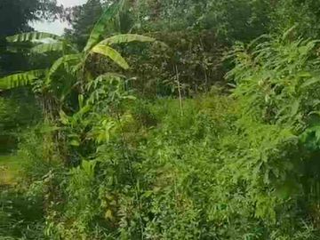Tanah Murah Mangku Jalan di Sedayu Bantul
