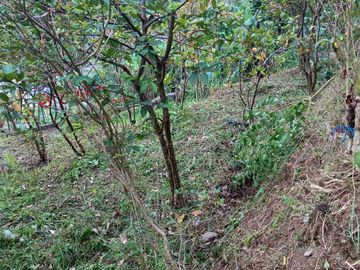 BISMILLAH DIJUAL TANAH & VILLA CIWIDEY BANDUNG JAWA BARAT
