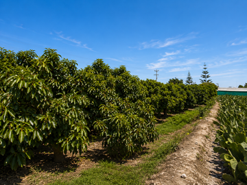 🌳🏡 TERRENO PARA CASA DE CAMPO EN VENTA – LA JOYA 🏡🌳