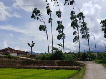 JUAL CEPAT TANAH MURAH CIWIDEY BANDUNG SELATAN