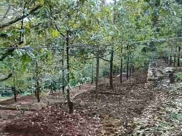 Kebun Durian dan Alpukat Murah di Purworejo Jawa Tengah