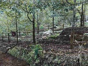 Kebun Durian dan Alpukat Murah di Purworejo Jawa Tengah