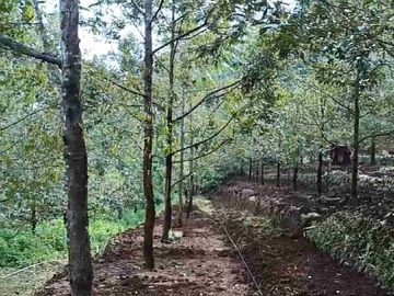Kebun Durian dan Alpukat Murah di Purworejo Jawa Tengah